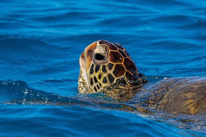 Moana's Guided Turtle Snorkel & Sailing Adventure at Waikiki - Frequently Asked Questions
