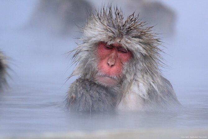 Nagano Snow Monkey 1 Day Tour With Beef Sukiyaki Lunch From Tokyo - Booking and Cancellation