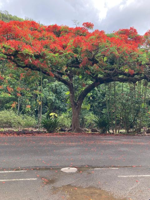 North Shore Haleiwa & Waimea Falls Valley Of The Priests! - Recap