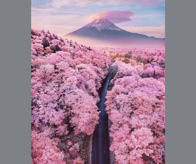 Private Day Trip to Mt. Fuji & Hakone Cherry Blossoms - Customizable and Accessible