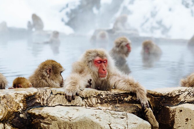 Private Snow Monkey Tour - Conveniently Resort Hop and Sightsee - Zenko-ji Temple and Obuse Town