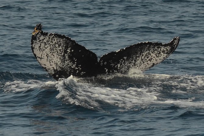 San Diego Whale Watching Tour - Additional Information