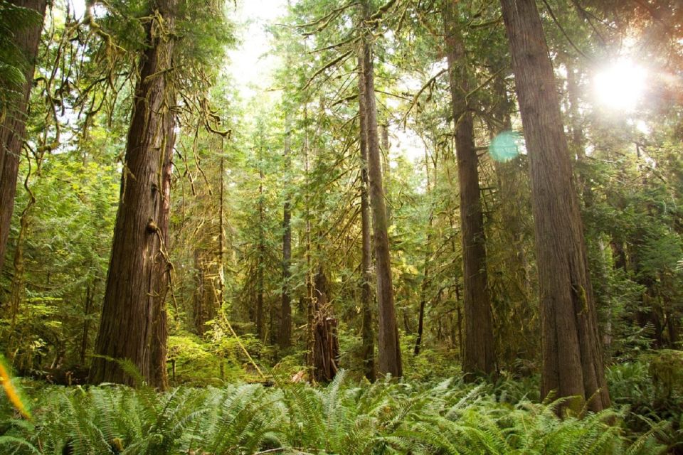 Seattle: Olympic National Park Small-Group Tour - Inclusions and Pricing