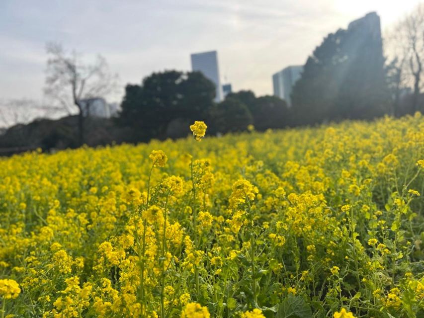 Tokyo : Japanese Garden Guided Walking Tour in Hama Rikyu - Tour Cost and Booking