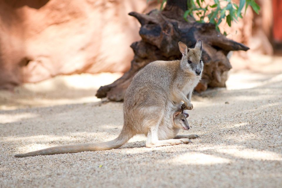WILD LIFE Sydney Zoo - Directions and Tips