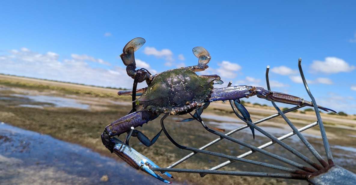 Yorke Peninsula: Catch N Cook Blue Swimmer Crab Experience - Additional Tips for a Successful Experience