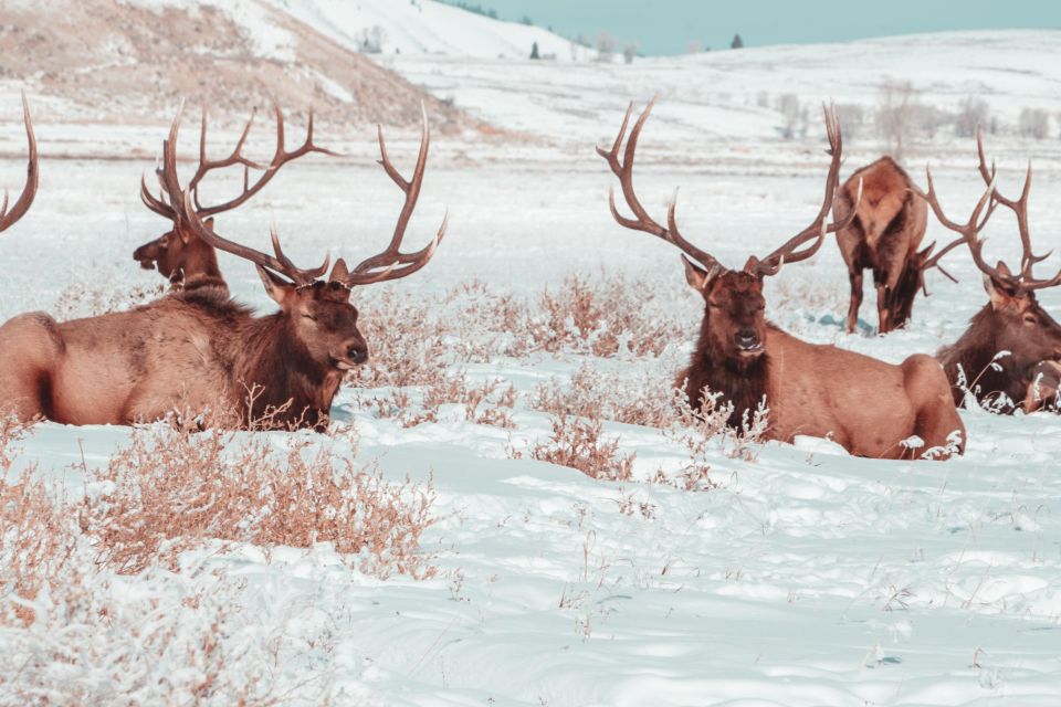 5-Day Winter Yellowstone Wildlife Tour - Important Information