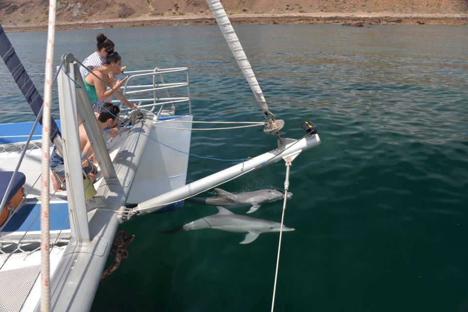 Adelaide: 3.5-Hour Guaranteed Wild Dolphin Watching Cruise - Recap