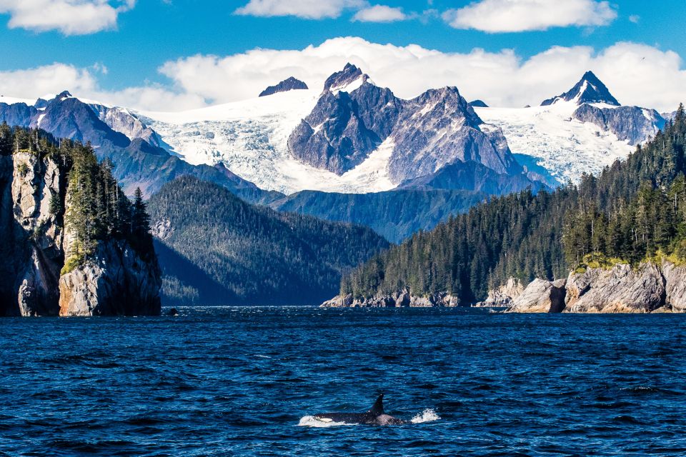 From Seward: Half-Day Resurrection Bay Wildlife Cruise Tour - Frequently Asked Questions