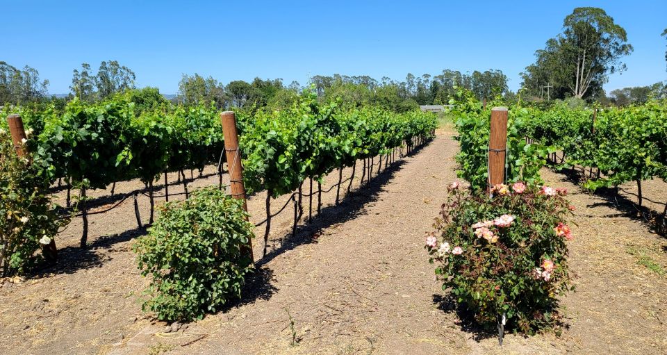 Full-Day Wine Tour to Napa & Sonoma 3 Tastings Included - Frequently Asked Questions