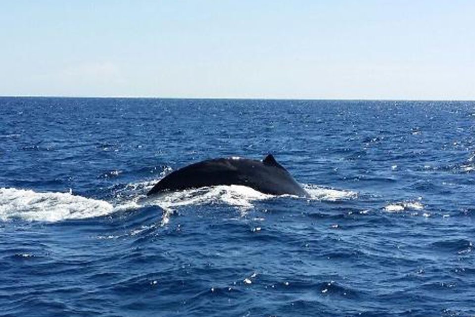 Maalaea: Small Group 2-Hour Whale Watch Experience - Frequently Asked Questions