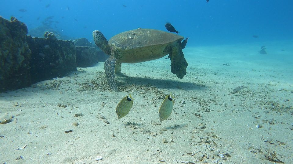 Oahu: Try Scuba Diving From Shore - Frequently Asked Questions