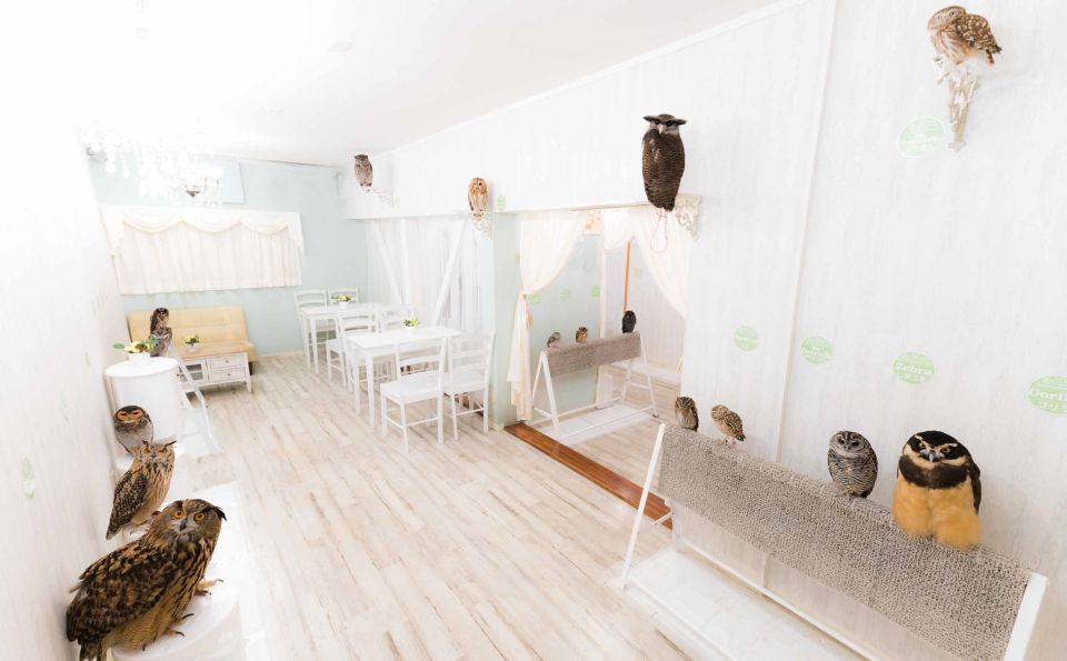 Owl Cafe Tokyo Akihabara Fukurou - Frequently Asked Questions