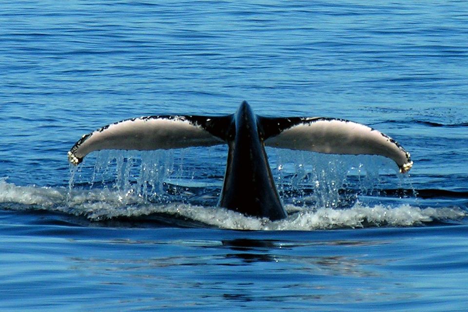 Port Stephens Small Group Whales & Dunes Combo - Frequently Asked Questions