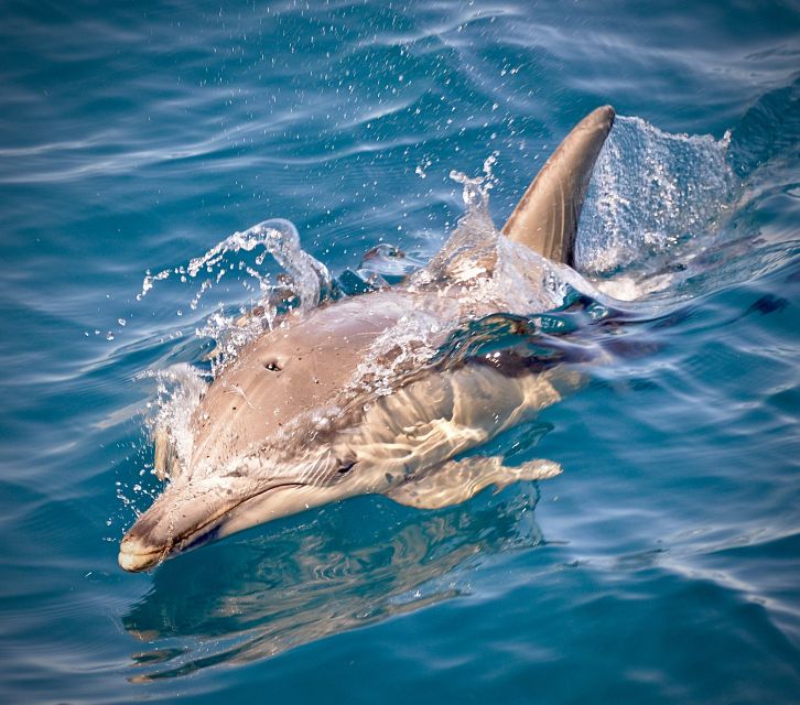 Adelaide: 3.5-Hour Guaranteed Wild Dolphin Watching Cruise - Key Points
