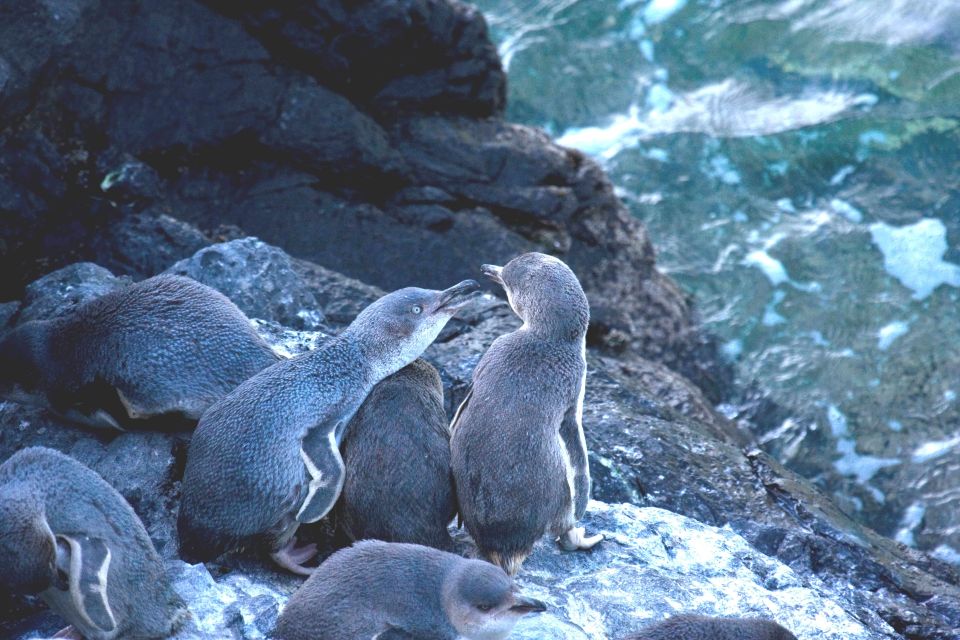 Akaroa: Pohatu Little Penguins 3-Hour Evening Experience - Key Points