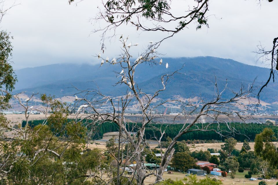 Bonorong Wildlife Sanctuary Half-Day Tour From Hobart - Key Points