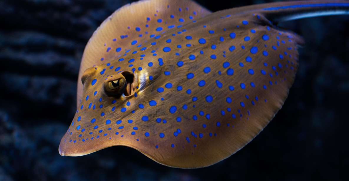 Cairns: Guided Twilight Tour of the Aquarium - Key Points