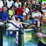Cairns: Hartleys Crocodile Adventures Visit With Transfer - Activity Details