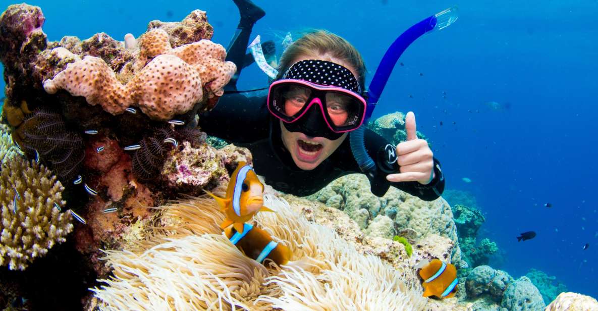 From Cairns: Great Barrier Reef Snorkelling or Dive Trip - Key Points