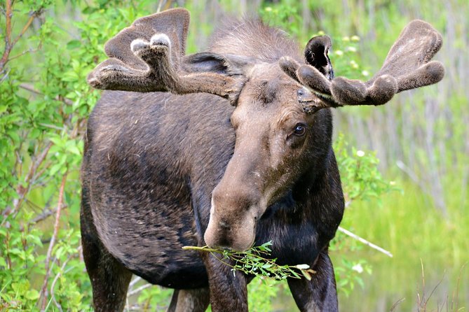 From Jackson Hole: Yellowstone Old Faithful, Waterfalls and Wildlife Day Tour - Key Points