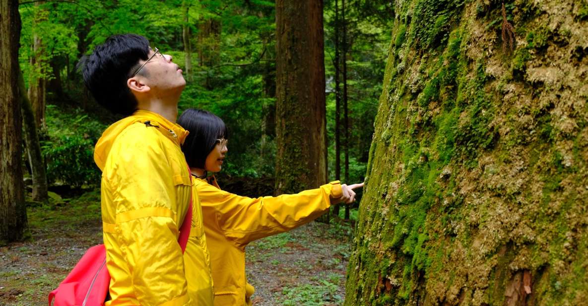 From Odawara: Forest Bathing and Hot Springs With Healing Power - Key Points