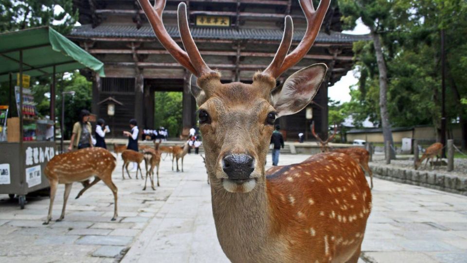 From Osaka: Fushimi Inari Shrine, Kyoto, and Nara Day Trip - Key Points