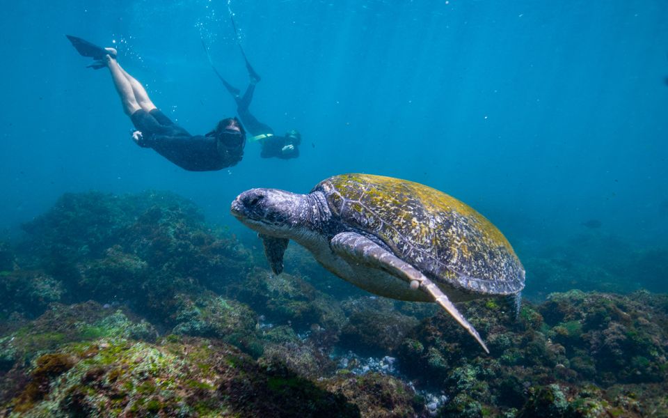 Gold Coast: Snorkeling With Turtles Half-Day Tour - Key Points