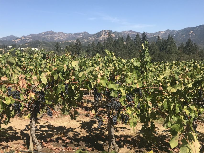 Guided Private Wine Tour to Napa and Sonoma Wine Country - Key Points