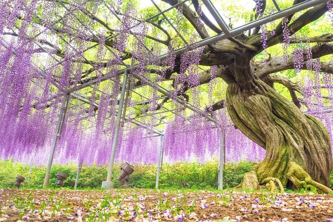 Hitachi National Seaside Park's Flowers & Ashikaga Flower Park - Key Points