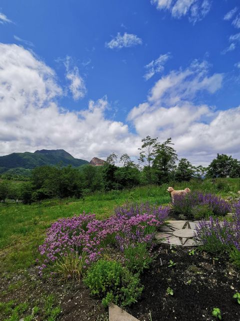 Hokkaido Nature and Gourmet Experience (near Lake Toya) - Key Points