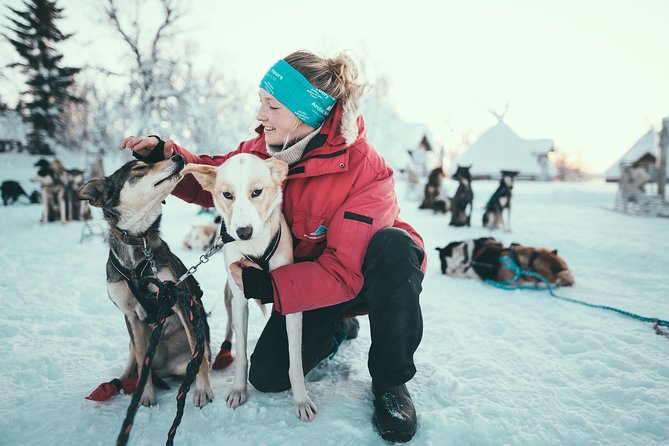 Husky Sledding Self-Drive Adventure in Tromso - Key Points