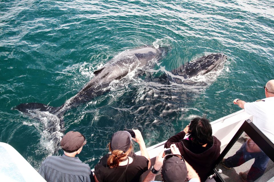 Jervis Bay: 2-Hour Whale Watching Cruise - Key Points