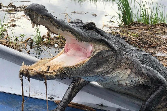 Large Airboat Swamp Tour With Transportation From New Orleans - Tour Inclusions