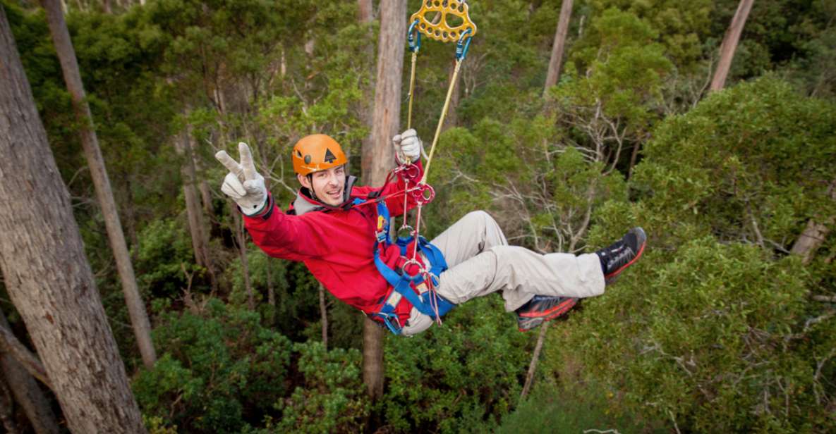Launceston: Hollybank Forest Treetop Zip Lining With Guide - Key Points