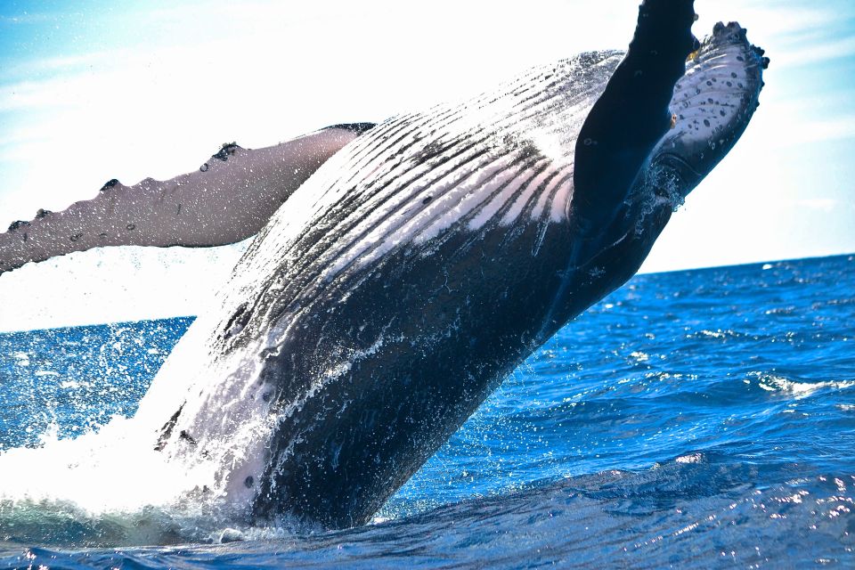Maalaea: Small Group 2-Hour Whale Watch Experience - Key Points