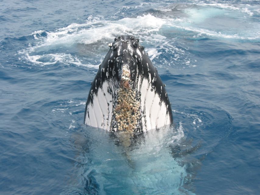 Moreton Island: Tangalooma Whale Watching & Dolphin Feeding - Key Points