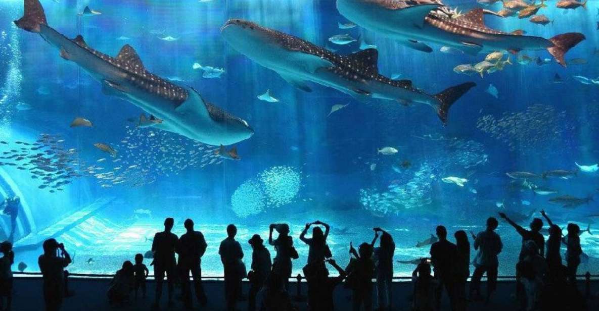 Motobu: Okinawa Churaumi Aquarium Entry E-ticket - Key Points