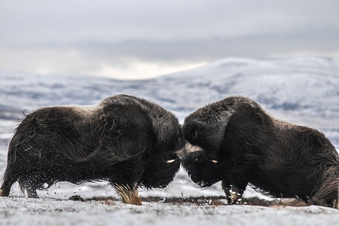 Musk Ox Safari in Dovrefjell National Park From Oppdal - Key Points