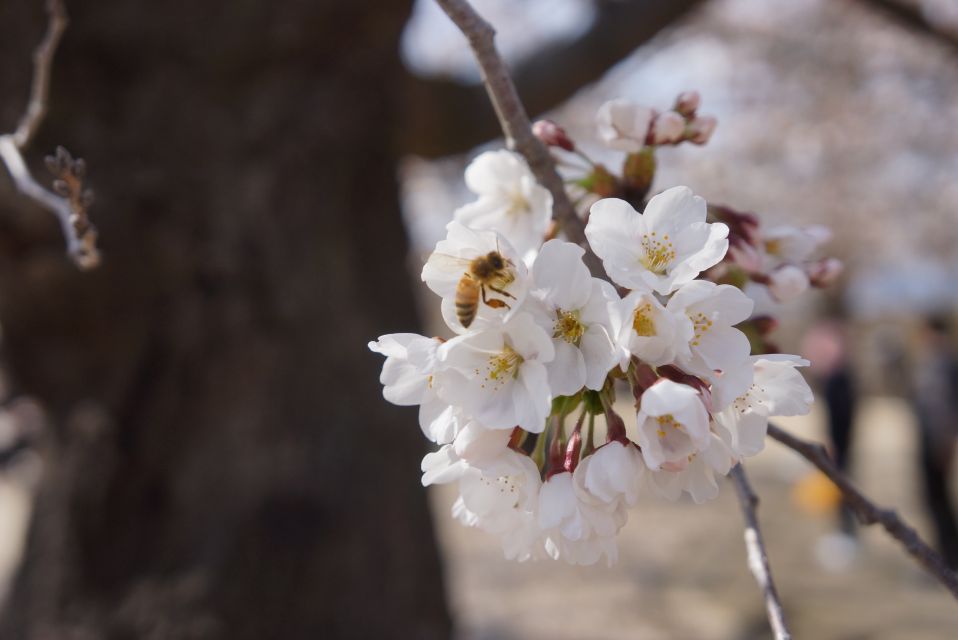 Nagano: 1-Day Snow Monkey & Cherry Blossom Tour in Spring - Key Points
