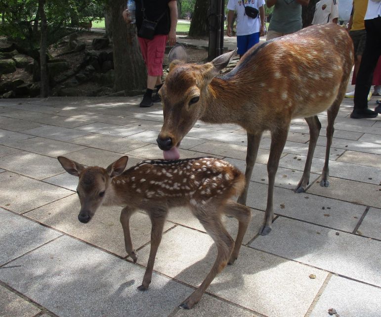 Nara: Giant Buddha, Free Deer in the Park (English Translation) - Key Points