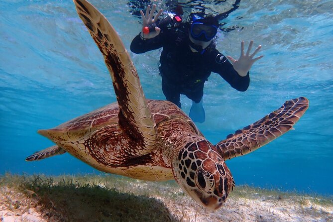 Okinawa Miyako 1 Day Pumpkin Limestone Caving & Sea Turtle Snorkeling - Key Points