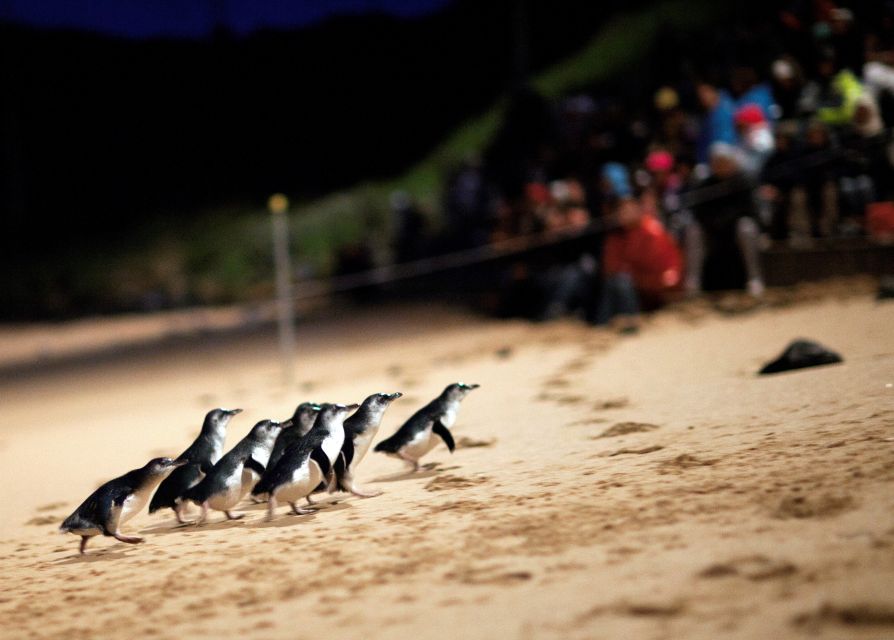 Penguin Parade: General Viewing Entry Ticket - Key Points