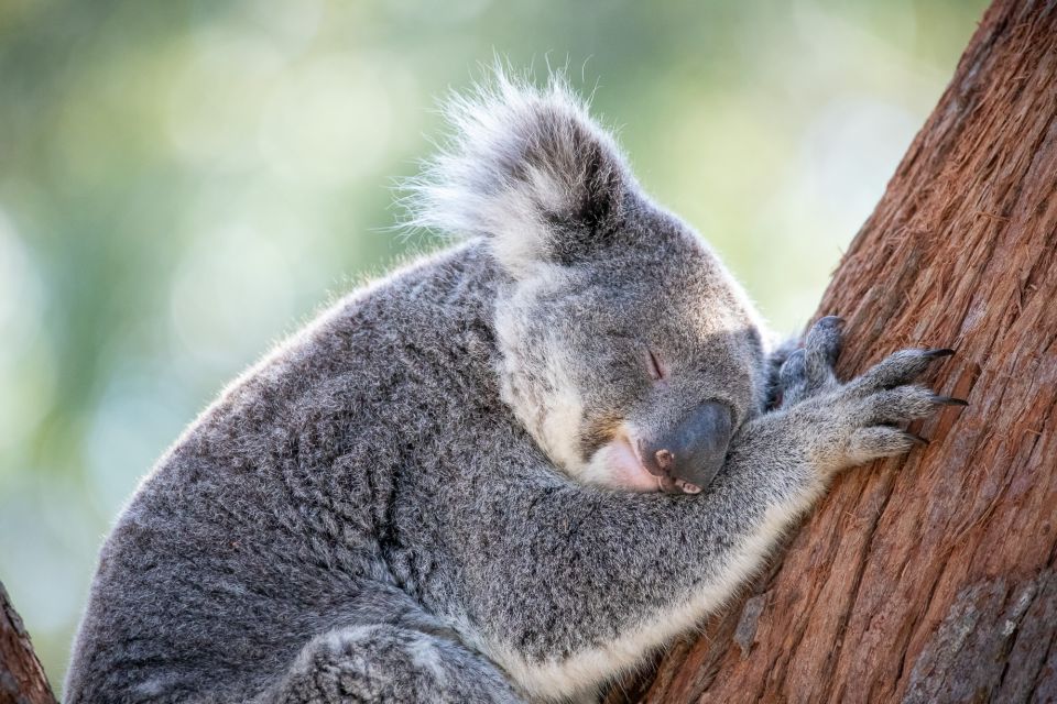 Port Stephens: Koala Sanctuary General Admission Ticket - Key Points