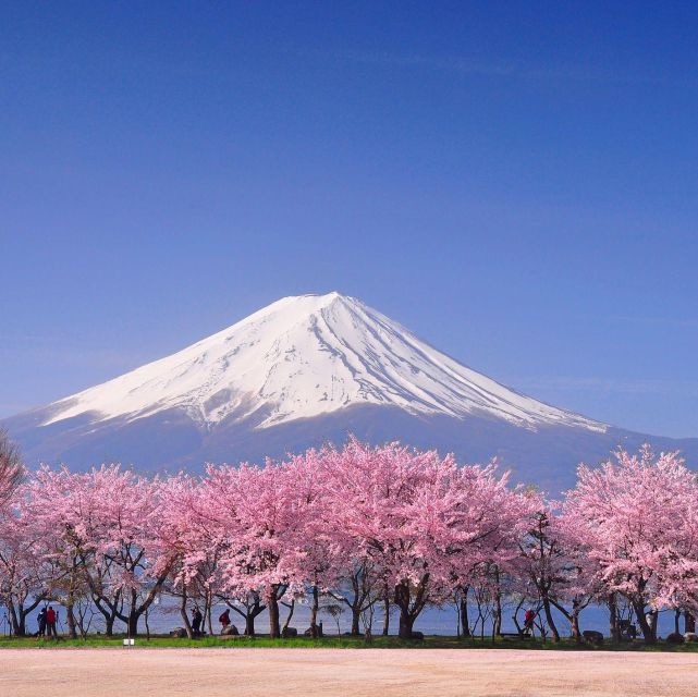 Private Day Trip to Mt. Fuji & Hakone Cherry Blossoms - Key Points