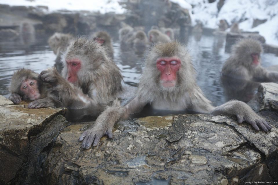Private Transfers Between Tokyo and Snow Monkey Park - Key Points