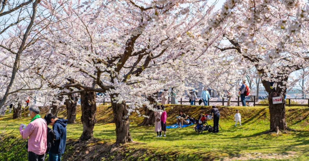 Private & Unique Nagasaki Cherry Blossom Sakura Experience - Key Points