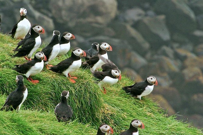 Puffin and Volcano Minibus Tour - Guided by Ebbi - Key Points