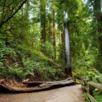 Redwood Retreat: Tour to Muir Woods From San Francisco - Key Points
