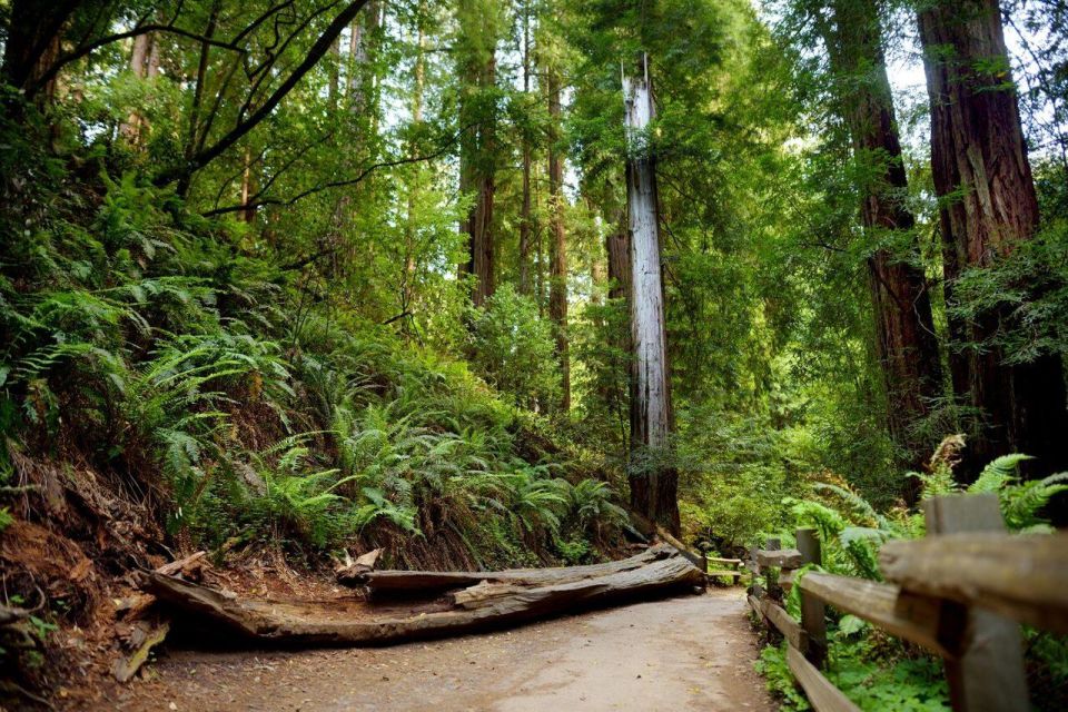 Redwood Retreat: Tour to Muir Woods From San Francisco - Key Points